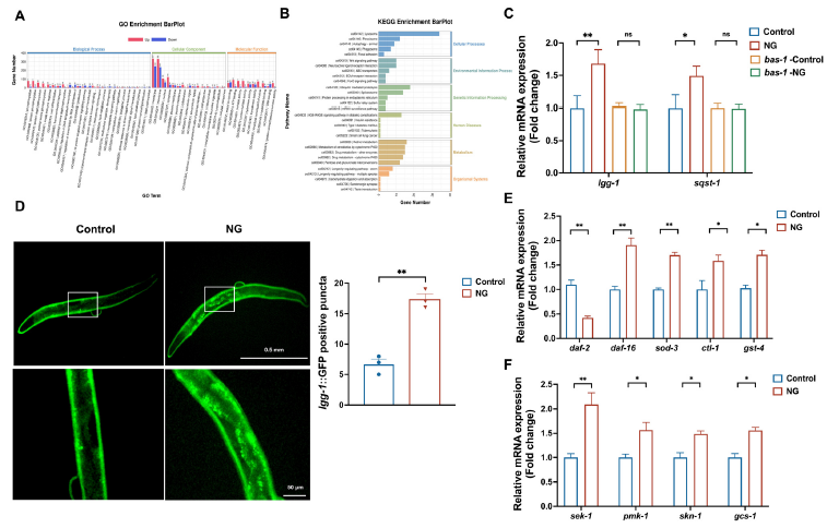 图4 新芒果苷对自噬、IIS及MAPK通路相关基因的影响
