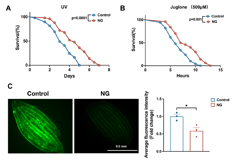图2 新芒果苷增强秀丽隐杆线虫的应激抵抗能力