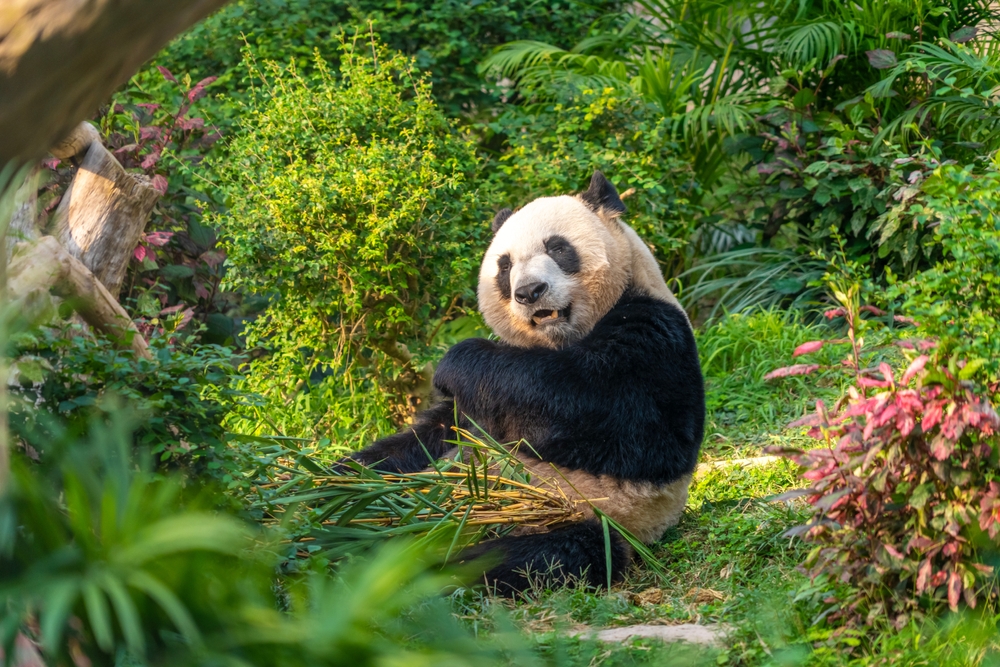 成都必去景点1：成都大熊猫繁育研究基地