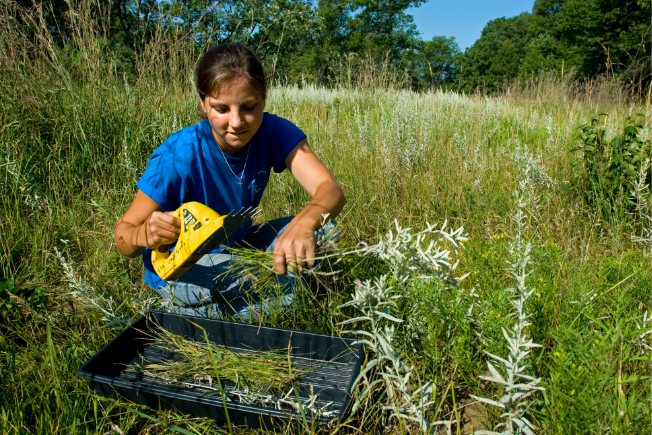 student working outside in a field gathering plants